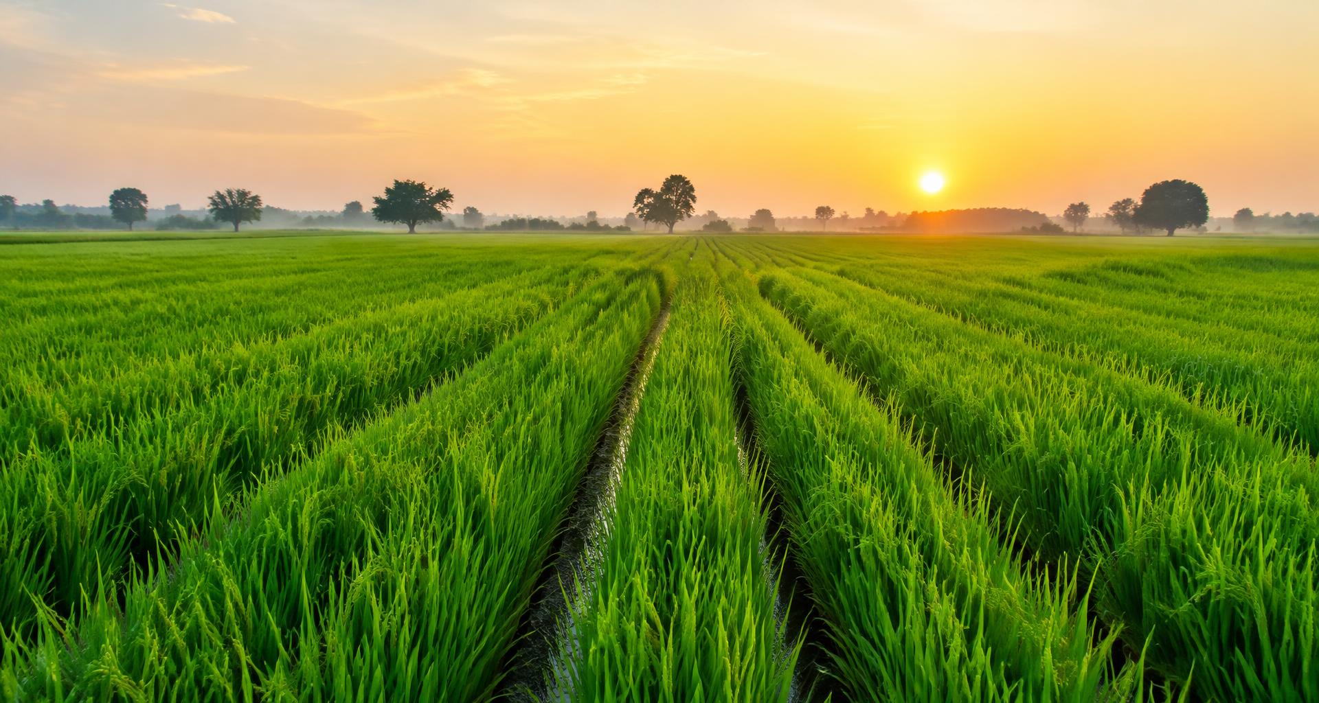 Lush agricultural fields in India at sunrise